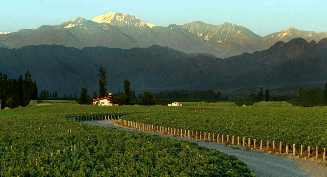 Wijngaard van Luigi Bosca