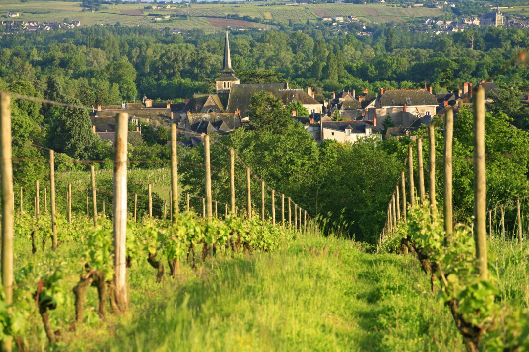 Wijngaarden in de Loire