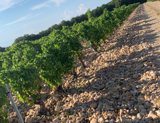 Typische wijngaarden met stenen in Châteauneuf-du-Pape